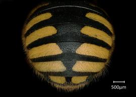  Fig 3,nbsp; Anthidium manicatum nbsp;female abdomen, photo: Jeni Sidwell 
